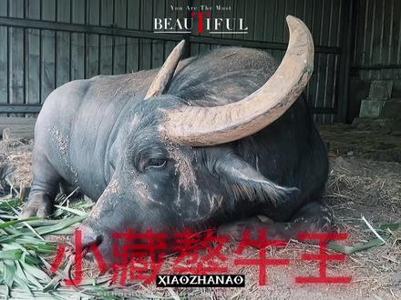 彪炳战绩！球队壮观成绩背后的努力付出的简单介绍